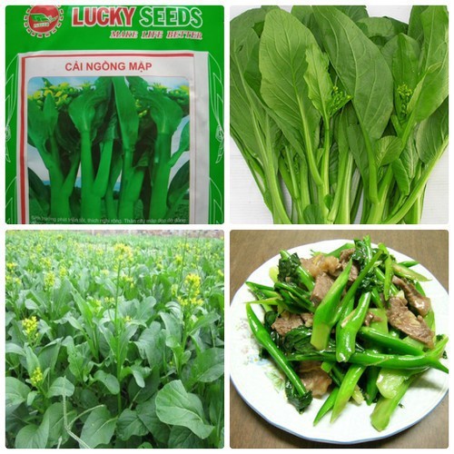 Hạt giống rau Cải ngồng Mập - 1 gói 20gr
