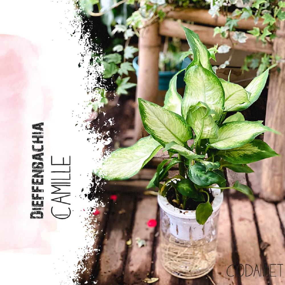 Cây Dieffenbachia Camille (Môn Trường Sinh Camille) chậu thuỷ sinh 2 lớp không cần tưới