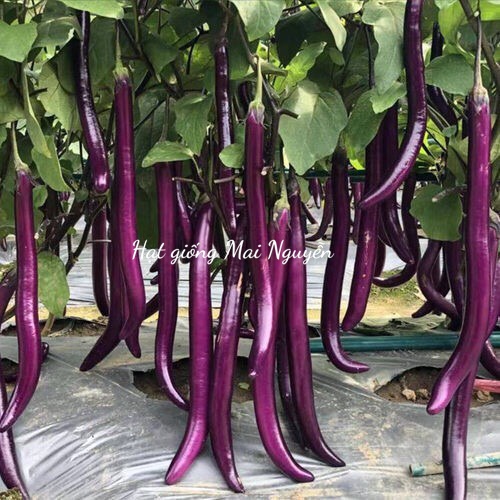 HẠT GIỐNG CÀ TÍM SIÊU DÀI VIOLET F1