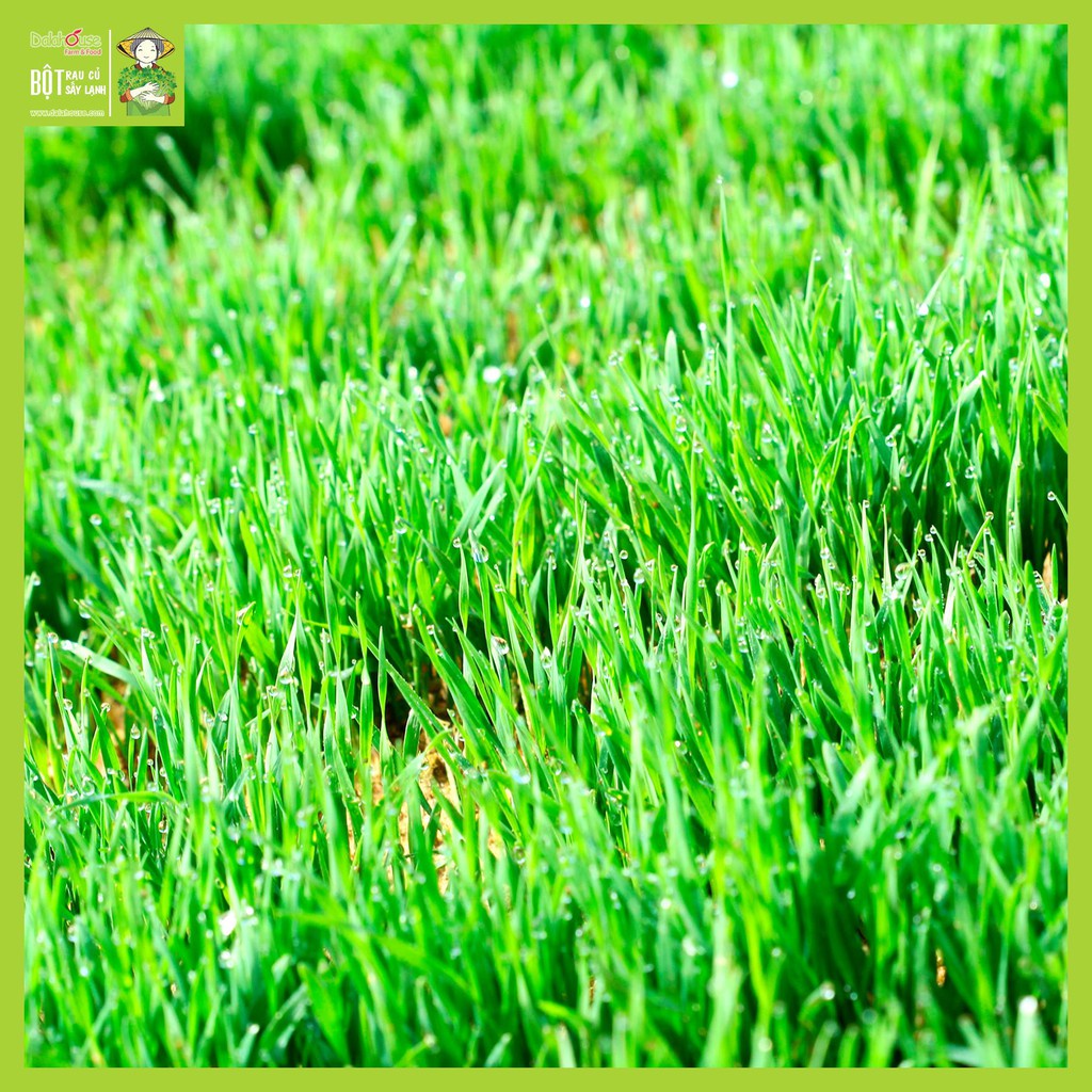 Bột Cỏ Lúa Mì Hữu Cơ Dalahouse Nguyên Chất Sấy Lạnh 60gr Tốt Cho Tim Mạch