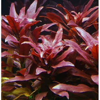 Cây thủy sinh Đại hồng huyết Lá cạn 25k/ 10 ngọn