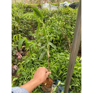 Cây Đào Tiên Nhật Bản
