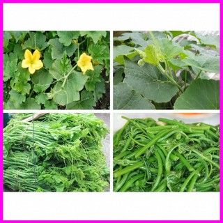 Gói 10g hạt giống bí ngọn siêu đọt - Mina Shop