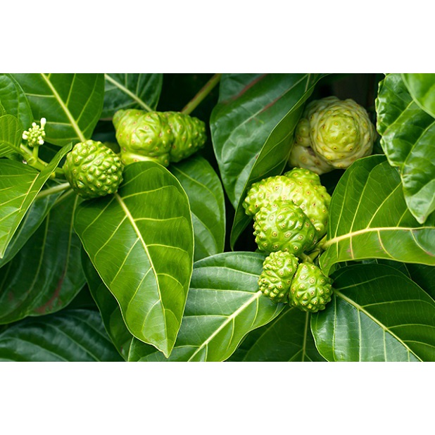 cây nhàu giống - trái nhàu - có tên khoa học là Morinda citrifolia