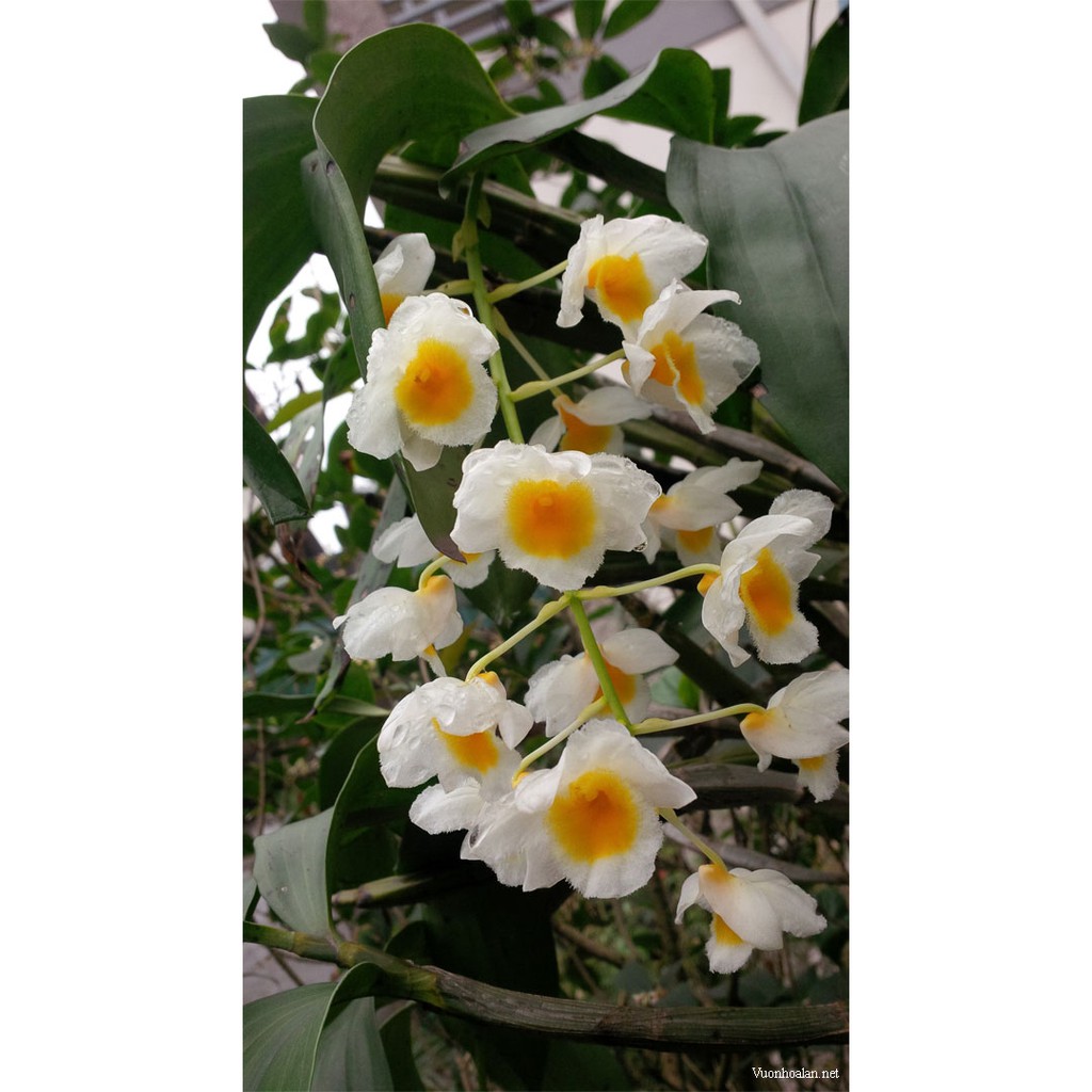 Hoa Lan Thủy Tiên