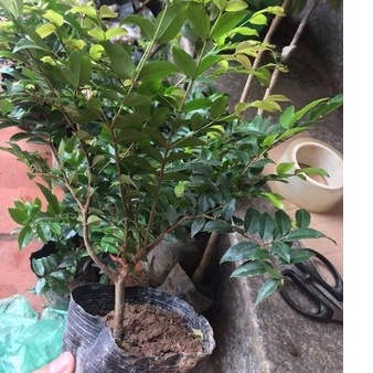 CÂY GIỐNG NHO THÂN GỖ TỨ QUÝ.