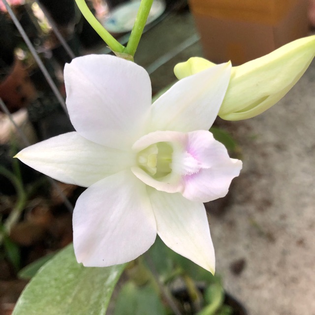 Hoa Lan Denro màu trắng hồng cây đang nụ