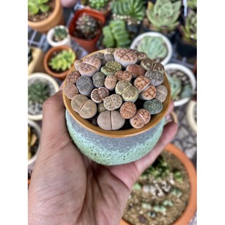 CHẬU SỨ SEN MÔNG - LITHOPS ĐẸP