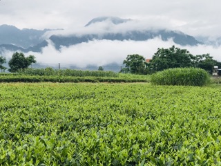 Trà Ô Long Phúc Nguyên