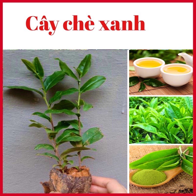 Cây chè xanh Thái Nguyên cao 35-50cm mua 5 cây tặng 1 cây