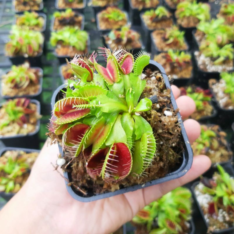 Cây bẫy kẹp, cây bắt mồi, cây bắt ruồi venus flytrap