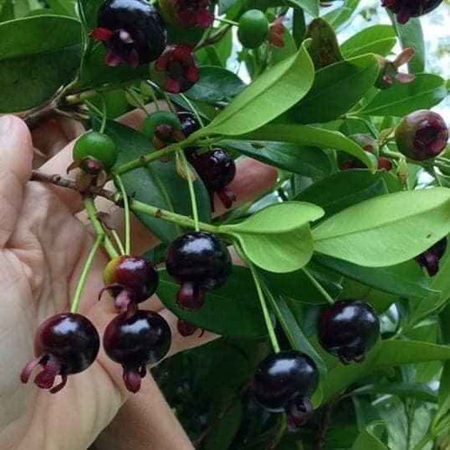 Cây cherry brazil cao 1m5 bao đẹp