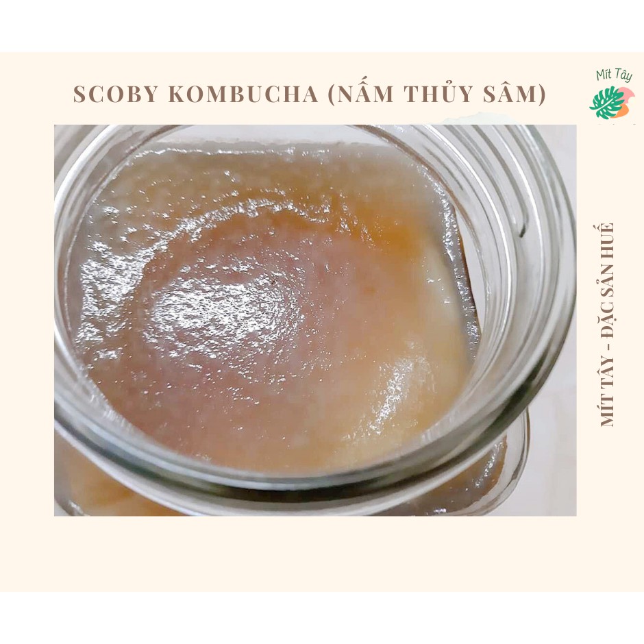 Nấm KOMBUCHA Nấm Thuỷ Sâm SCOBY KOMBUCHA
