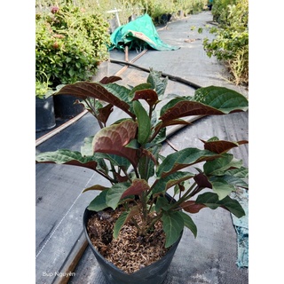 Cây pháo hoa chậu C9 - Clerodendrum Quadriloculare
