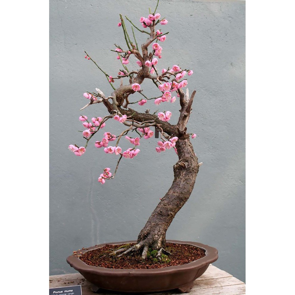 Hạt Giống Hoa Anh Đào BonSai Nhật Bản (1 hạt)