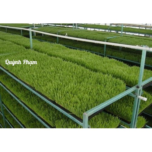 100g Bột cỏ lúa mì - Bột cỏ lúa mì sấy lạnh nguyên chất hỗ trợ giảm cân thải độc detox an toàn