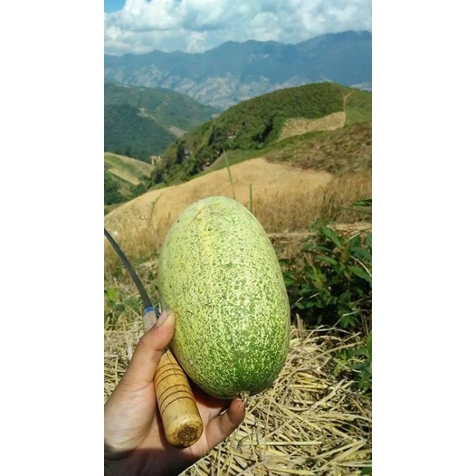 Dưa mèo nảy mầm 100% có gói 34 hạt