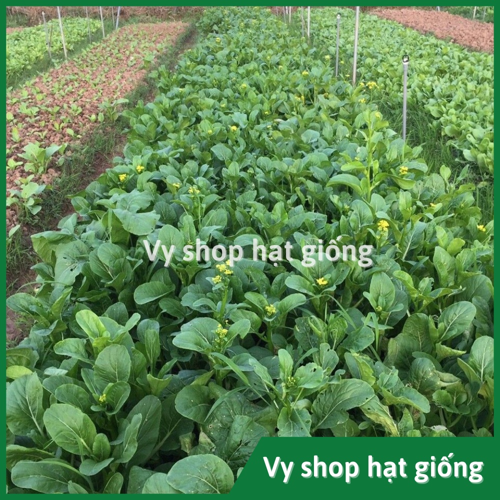 Hạt giống cải ngồng hoa vàng Thái Lan gói 100 hạt