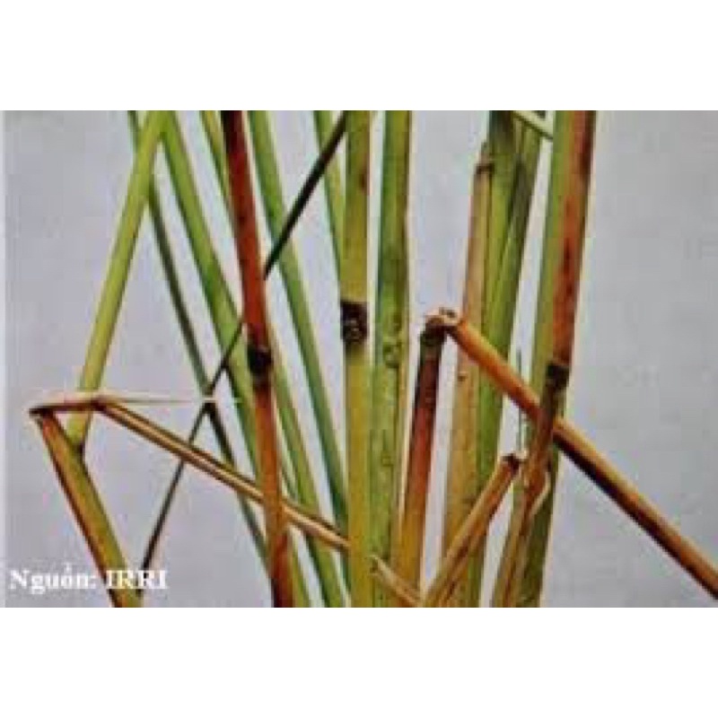 Giải pháp quản lý đạo ôn giai đoạn lúa nhỏ - Giúp lúa xanh bóng và sạch đẹp