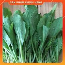 HẠT GIỐNG CẢI NGỒNG XANH THÂN MẬP