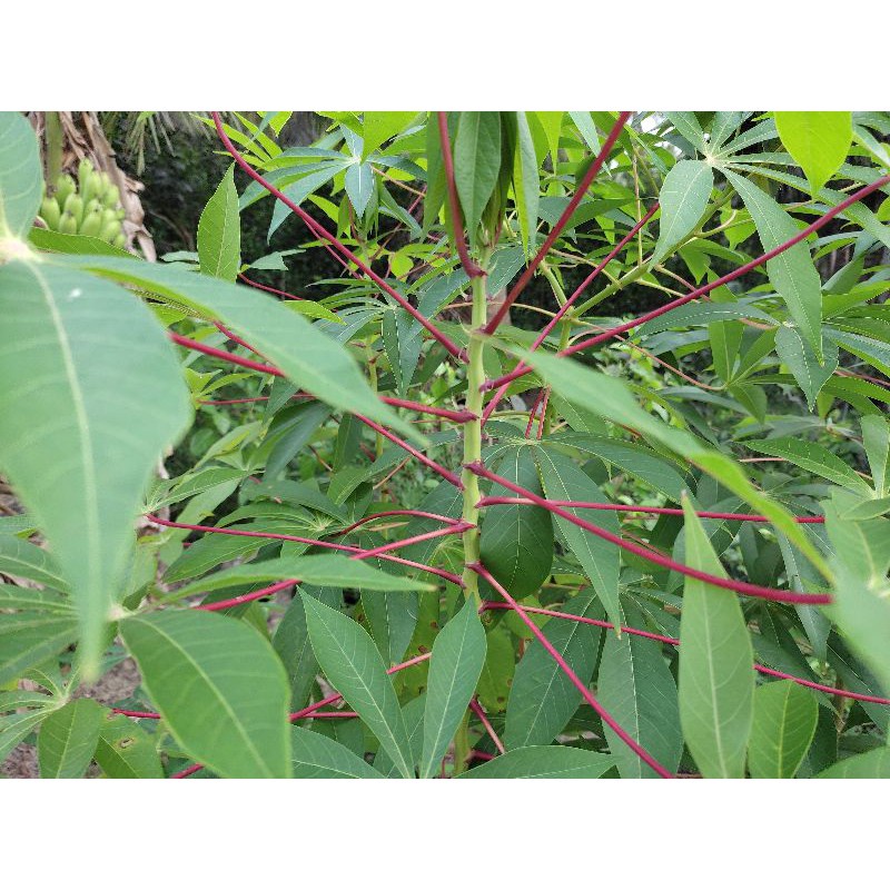 2 KG LÁ cây  KHOAI MÌ  tươi.