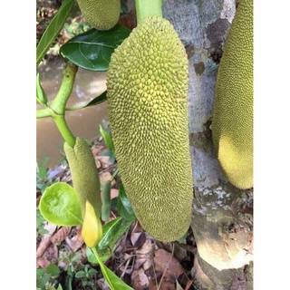 Giống Cây Mít Malai Trái Dài ( cây ghép cho trái sớm)