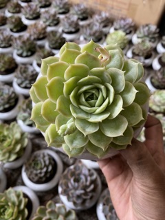 COMBO SEN ĐÁ NGỌC BÍCH LỚN - TẶNG CHẬU SỨ