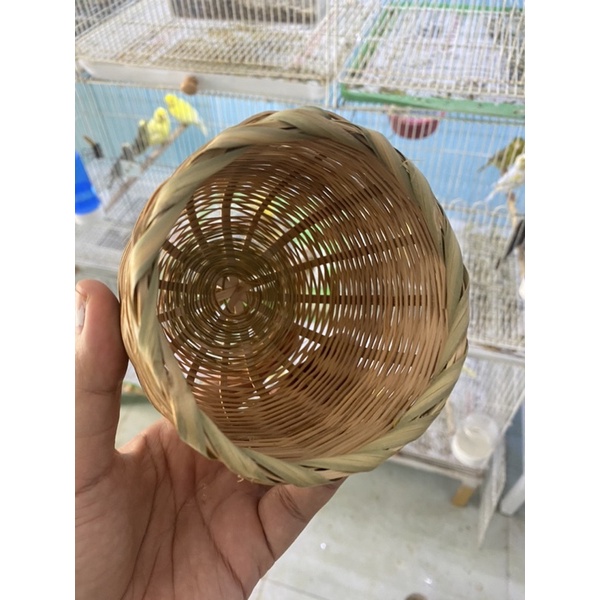 Tổ đẻ cho chim manh manh, sắc nhật