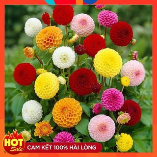 Hạt giống hoa thược dược tổ ong mix nhiều màu