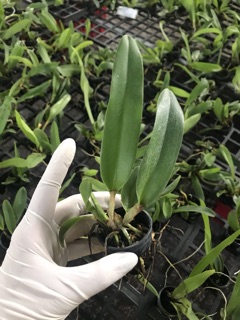Catlaya cây giống
