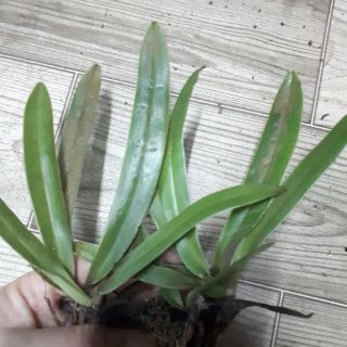 Lan hài COOCI