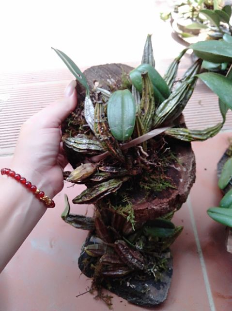 Hoa phong lan vảy rồng thuần vườn