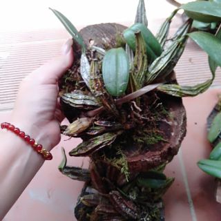 hoa phong lan vảy rồng thuần vườn