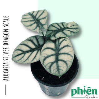 Cây môn vảy rồng bạc Alocasia Silver Dragon Scale, cây môn rồng bạc