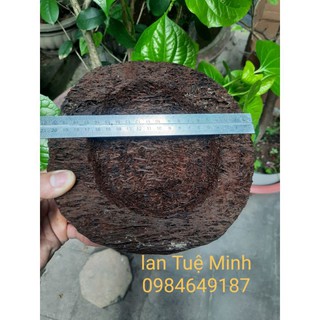 { GIÁ TẬN GỐC }  CHẬU DỚN TRỒNG LAN (DỚN ĐĨA).