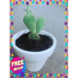 Chậu Xương Rồng Tai Thỏ Mini