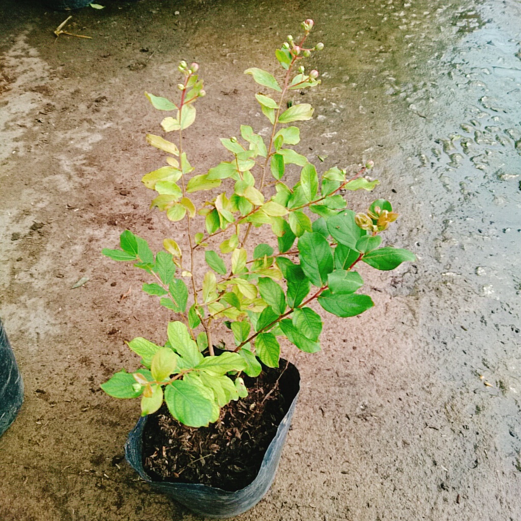 Cây tường vy hoa trắng - cây cảnh đẹp mau phát triển