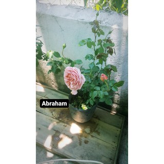 Cây hoa hồng leo Abraham