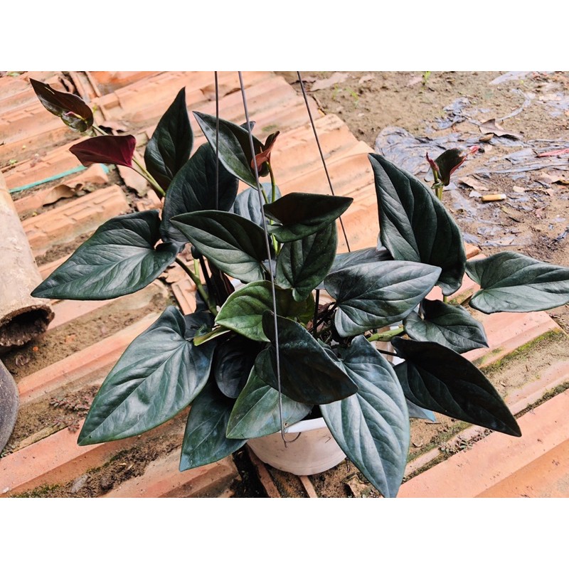 Cây Trầu Bà Tím