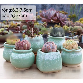 Sét 6 chậu ngẫu nhiên trồng cây cảnh, sen đá, xương rồng cây mini