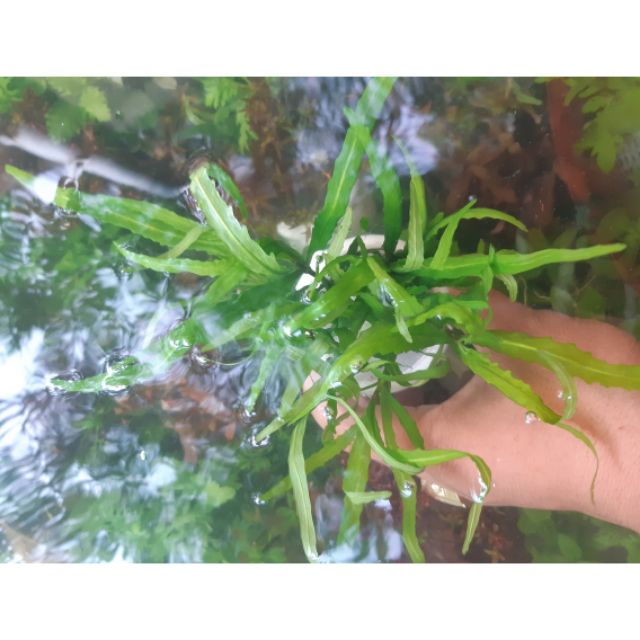 Cây Bạch Tuộc Thủy Sinh - không cần c02 và nền
