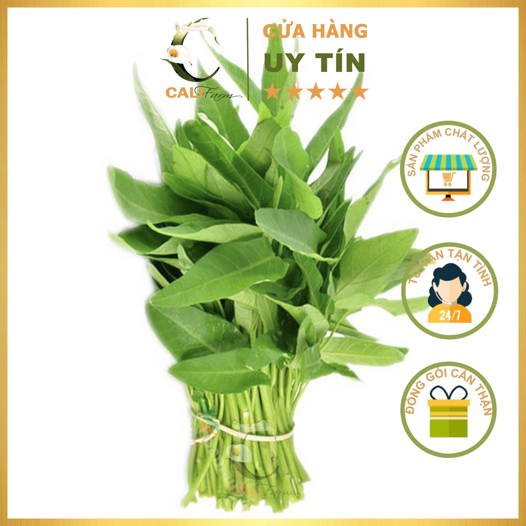 Hạt Giống Rau Muống Lá Lớn Rado 13 (50gr)