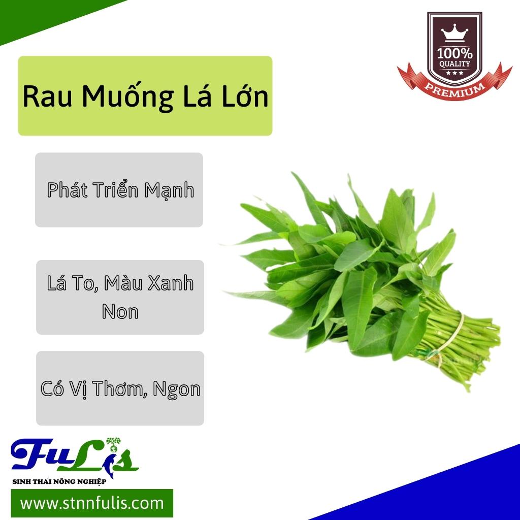 Mua Hạt Giống Rau Muống Lá Lớn - Mầm Bông Cải Xanh - Sản Phẩm Chất Lượng, Sinh Trưởng Mạnh Và Lá Đẹp - stnnfulis