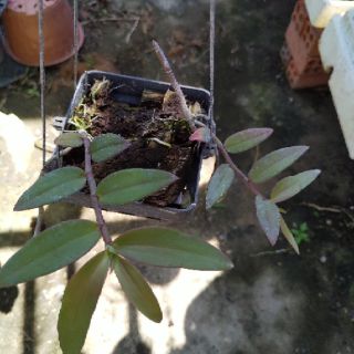 Hoa lan Giã hạc Pháp ki năm 2 ( chậu 2-3 thân )