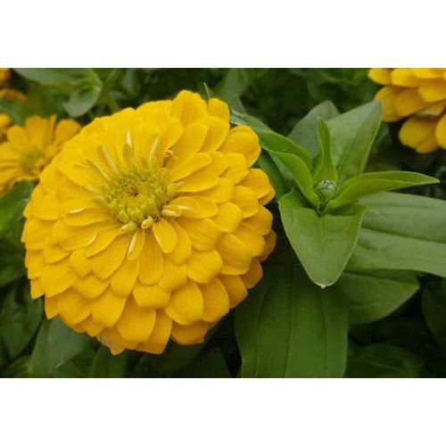 Hạt giống HOA CÚC CALI nhiều màu - Gói 1 gram