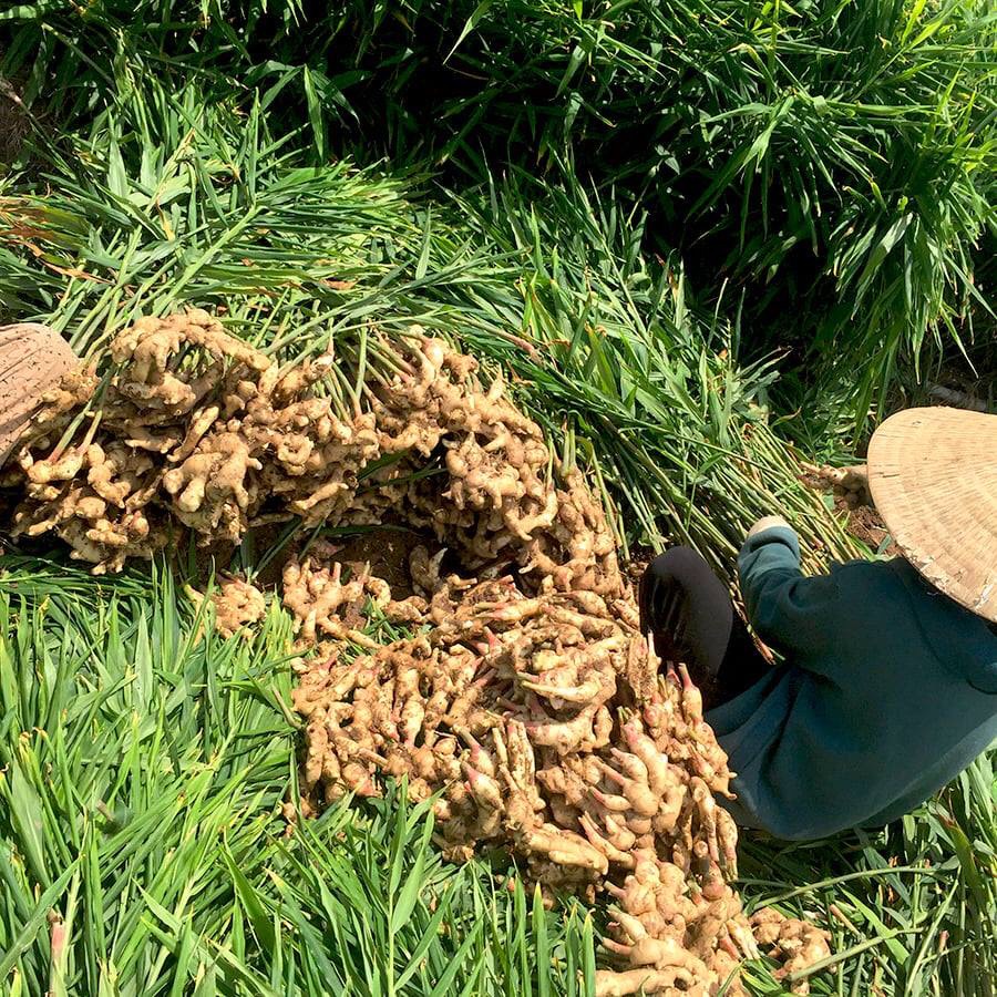 1KG CỦ GỪNG TƯƠI LOẠI 1 CỦ TO NHÀ TRỒNG