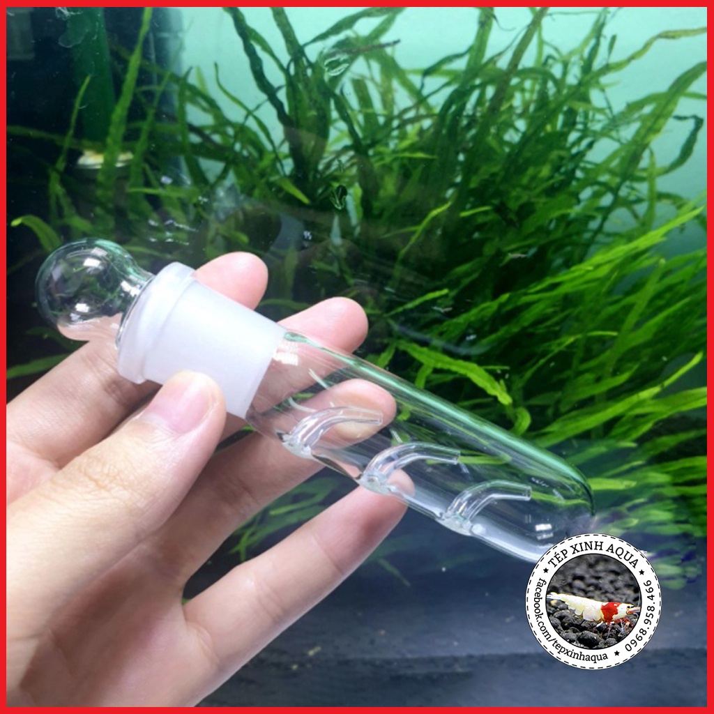 Bẫy Sán Thủy Tinh 3 Lỗ Cho Bể Tép Cảnh - Bẫy Diệt Sán Nhanh cho hồ thủy sinh