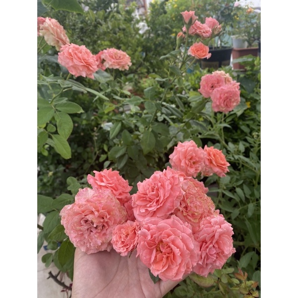 Đạm cá hồi hữu cơ siêu đậm đặc can 5l - Friendship khuyên dùng