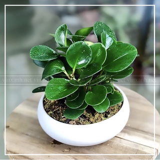 Cây trường sinh mini để bàn