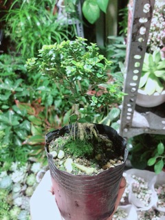 Cây Sam Hương (cao 12cm,ngang 7cm)